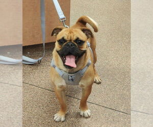 Miniature Bulldog Dogs for adoption in Phoenix, AZ, USA