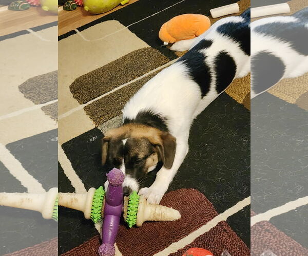 Medium Photo #5 Mutt Puppy For Sale in Dahlgren, VA, USA