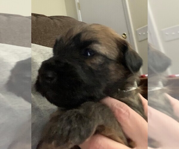 Medium Photo #1 Soft Coated Wheaten Terrier Puppy For Sale in EVANSVILLE, IN, USA