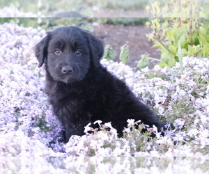 Golden Retriever-Mutt Mix Puppy for sale in SHILOH, OH, USA