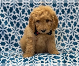 Goldendoodle Puppy for sale in LAKELAND, FL, USA