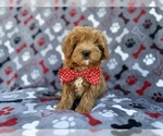 Small #8 Cavapoo (Miniature)