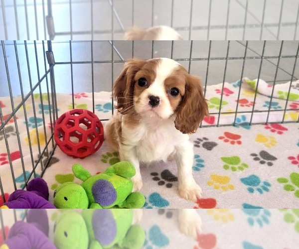 Medium Photo #6 Cavalier King Charles Spaniel Puppy For Sale in ORO VALLEY, AZ, USA