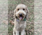 Small #10 Australian Shepherd-Goldendoodle Mix