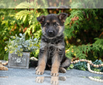Small #2 German Shepherd Dog