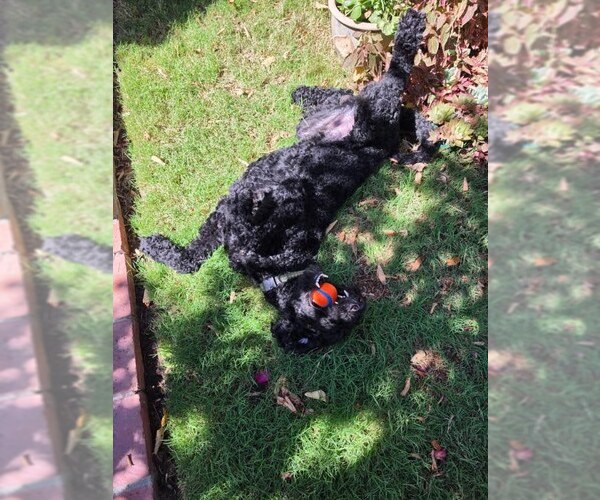 Medium Photo #3 Poodle (Standard)-Unknown Mix Puppy For Sale in San Diego, CA, USA