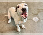 Small American Pit Bull Terrier Mix