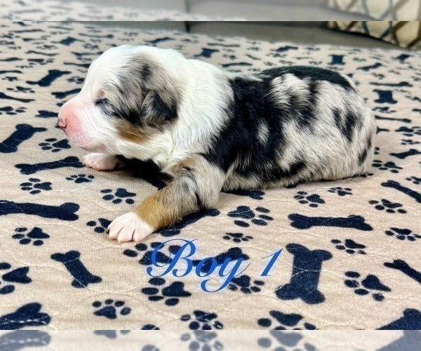 Medium Photo #11 Australian Shepherd Puppy For Sale in SALISBURY, NC, USA