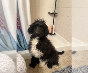 Labradoodle-Poodle (Standard) Mix Puppy for sale in CO SPGS, CO, USA