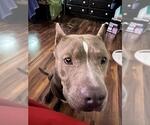 Small American Staffordshire Terrier Mix