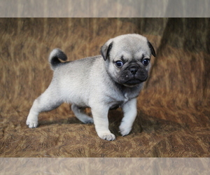 Pug Puppy for sale in SALINA, KS, USA