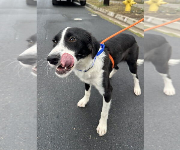 Medium Photo #3 Border Collie Puppy For Sale in San Diego, CA, USA
