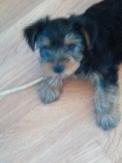 YorkiePoo Puppy for sale in SILVER SPRINGS, NV, USA