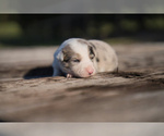 Puppy Bubbles Border Collie