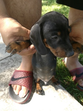 Medium Photo #1 Dachshund Puppy For Sale in SAN ANTONIO, TX, USA