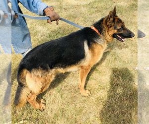 Father of the German Shepherd Dog puppies born on 03/17/2023