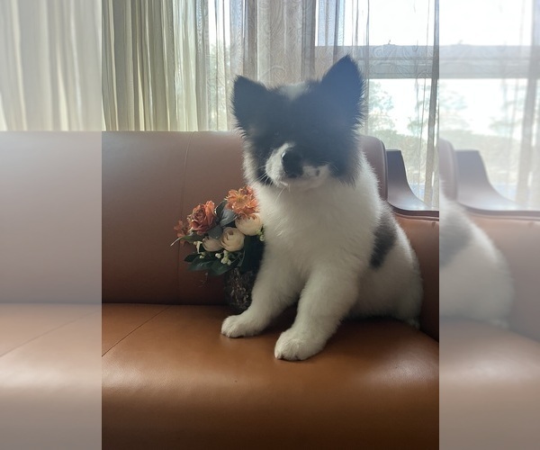 Medium Photo #4 Akita Puppy For Sale in SOMERSET, NJ, USA