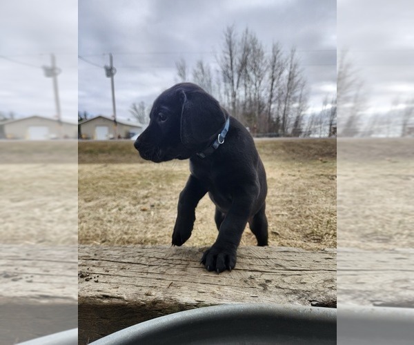 Medium Photo #1 Labrador Retriever Puppy For Sale in BARRON, WI, USA