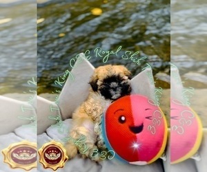 Shih Tzu Dog for Adoption in ATHENS, Georgia USA