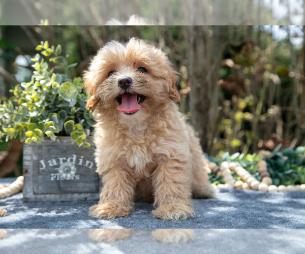 Medium Photo #2 Cavapoo Puppy For Sale in SALEM, IN, USA