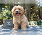 Small #1 Cavapoo