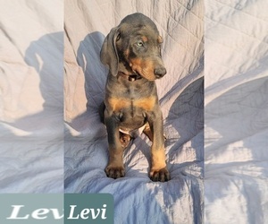 Doberman Pinscher Puppy for sale in POMEROY, OH, USA