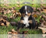 Small Photo #1 Bernese Mountain Dog Puppy For Sale in SHREVE, OH, USA