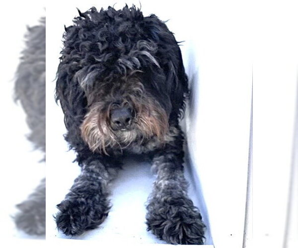 Medium Photo #1 Poo-nese Puppy For Sale in Houston, TX, USA