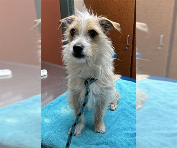 Medium Photo #1 Mutt Puppy For Sale in Rancho Cucamonga, CA, USA