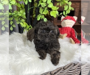 Maltipoo Puppy for sale in FRANKLIN, IN, USA