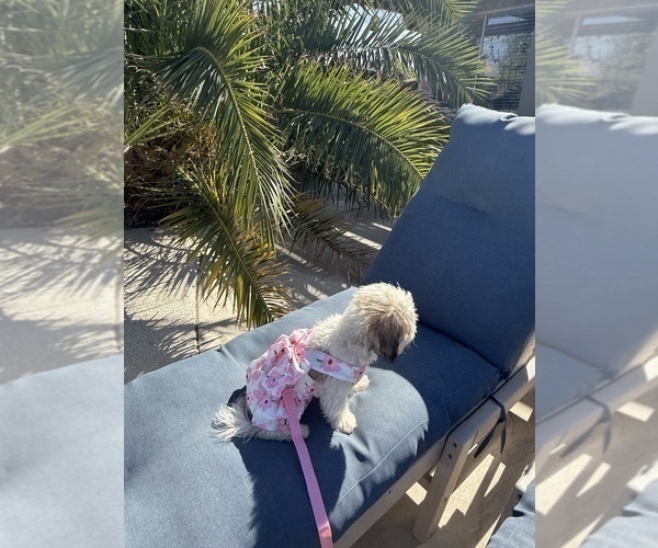 Medium Photo #11 Zuchon Puppy For Sale in LAS VEGAS, NV, USA