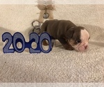 Small Photo #11 Olde English Bulldogge Puppy For Sale in CYNTHIANA, IN, USA