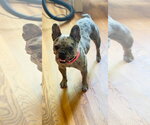 Small French Bulldog