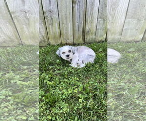 Shih Tzu-Unknown Mix Dogs for adoption in New London, WI, USA