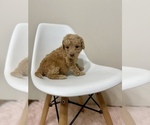 Small Photo #10 Australian Labradoodle Puppy For Sale in MACON, IL, USA