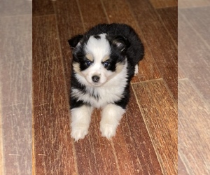 Miniature Australian Shepherd Puppy for sale in HOULKA, MS, USA