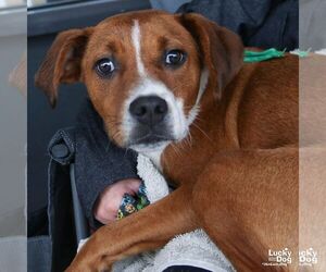 Phelps - Male Labbe Dog for Adoption - Photo #3