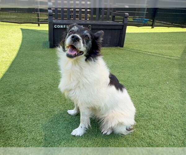 Medium Photo #1 Border Collie-Unknown Mix Puppy For Sale in Orange, CA, USA