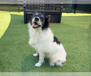 Border Collie-Unknown Mix Dogs for adoption in Orange, CA, USA