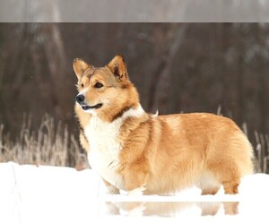 Mother of the Pembroke Welsh Corgi puppies born on 07/10/2025