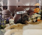 Small #1 Yorkshire Terrier