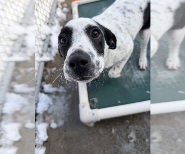 Medium Photo #3 Mutt Puppy For Sale in Elmsford, NY, USA