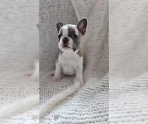 French Bulldog Puppy for Sale in NORWICH, Connecticut USA
