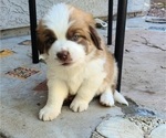 Puppy Porthos Newfoundland-Saint Bernard Mix