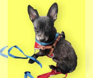 Chihuahua-Unknown Mix Dogs for adoption in Rockville, MD, USA