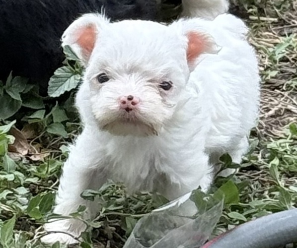 Medium Photo #1 Yorkshire Terrier Puppy For Sale in CONVERSE, TX, USA