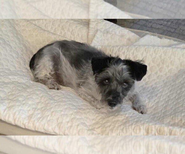Medium Photo #14 Mutt Puppy For Sale in Boonton, NJ, USA
