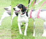 Small #1 Treeing Walker Coonhound Mix