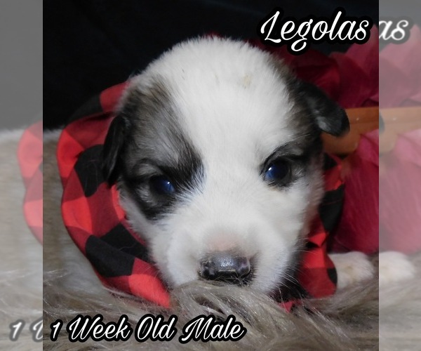 Medium Photo #22 Great Pyrenees Puppy For Sale in HILLSVILLE, VA, USA