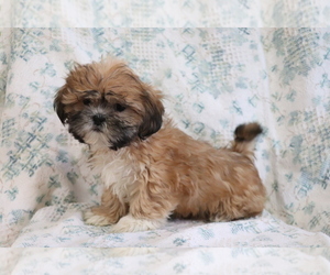 Shih Tzu Puppy for sale in SHILOH, OH, USA